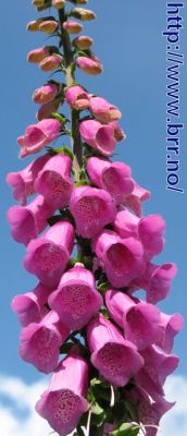 Klikk på bildet for å se det i full størrelse