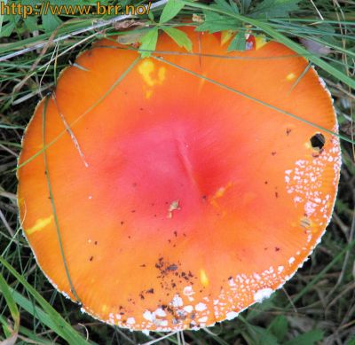 Klikk på bildet for å se det i full størrelse