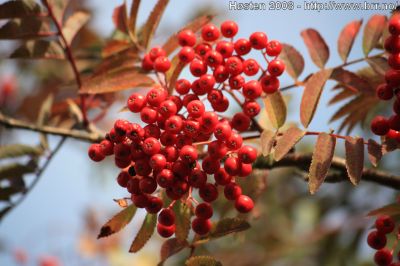 Klikk på bildet for å se det i full størrelse