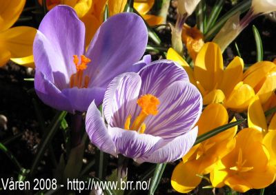 Klikk på bildet for å se det i full størrelse