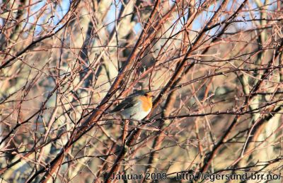 Klikk på bildet for å se det i full størrelse