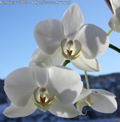 Klikk på bildet for å se det i full størrelse