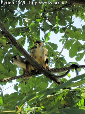 Klikk på bildet for å se det i full størrelse