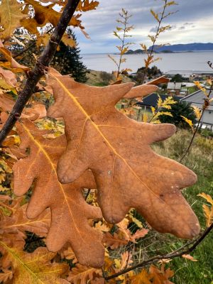 Klikk på bildet for å se det i full størrelse