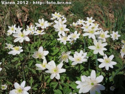 Klikk på bildet for å se det i full størrelse