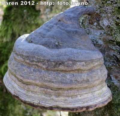 Klikk på bildet for å se det i full størrelse