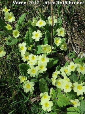 Klikk på bildet for å se det i full størrelse