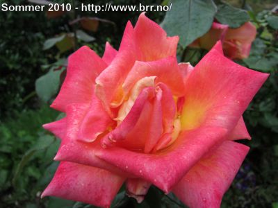 Klikk på bildet for å se det i full størrelse